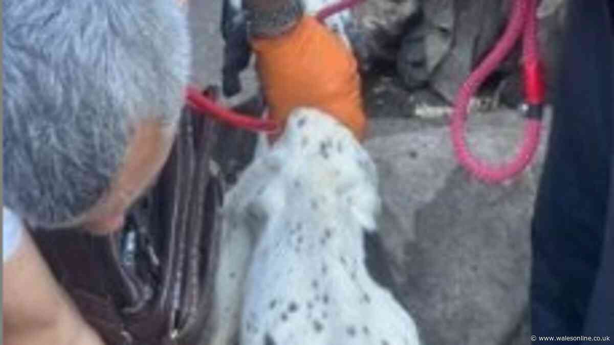 State of former Crufts winner's 77 dogs left in disgusting conditions