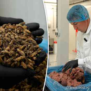 Hamburgers van krekels: Frank uit Zwolle maakt 'het voedsel van de toekomst'