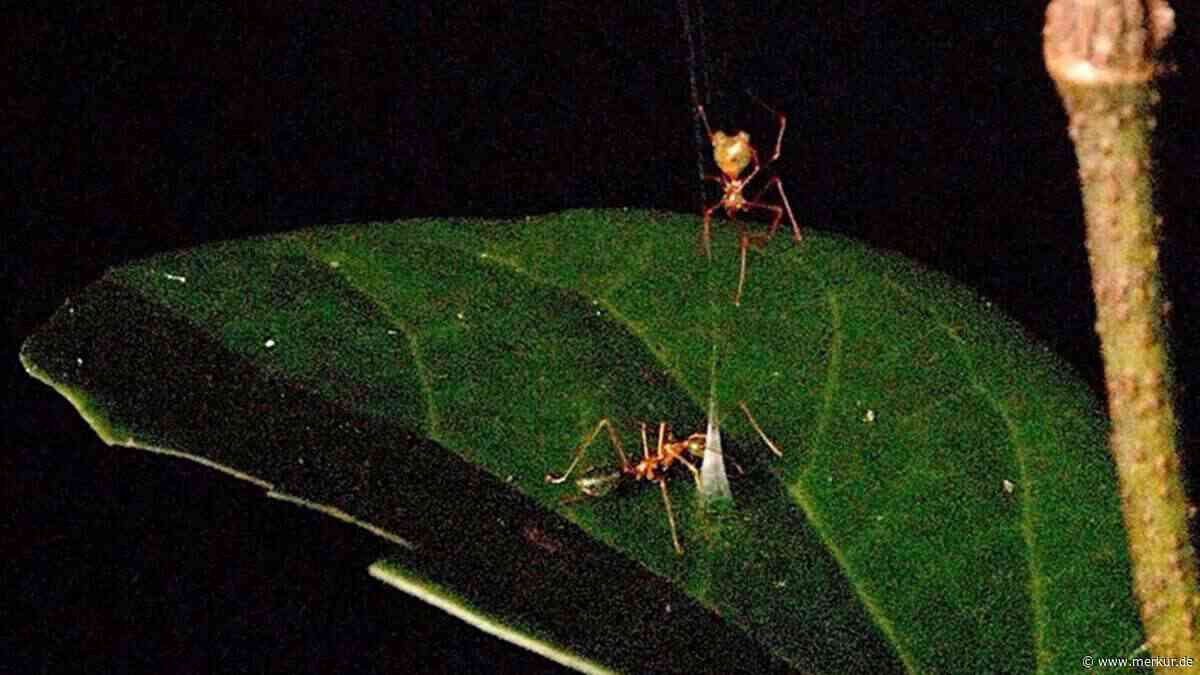 Neu entdeckte Ballista-Spinne baut eine Falle, die Ameisen in die Luft katapultiert