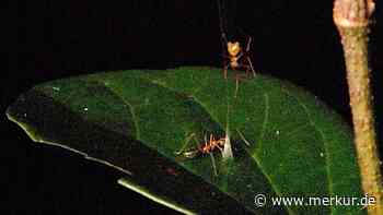 Neu entdeckte Ballista-Spinne baut eine Falle, die Ameisen in die Luft katapultiert