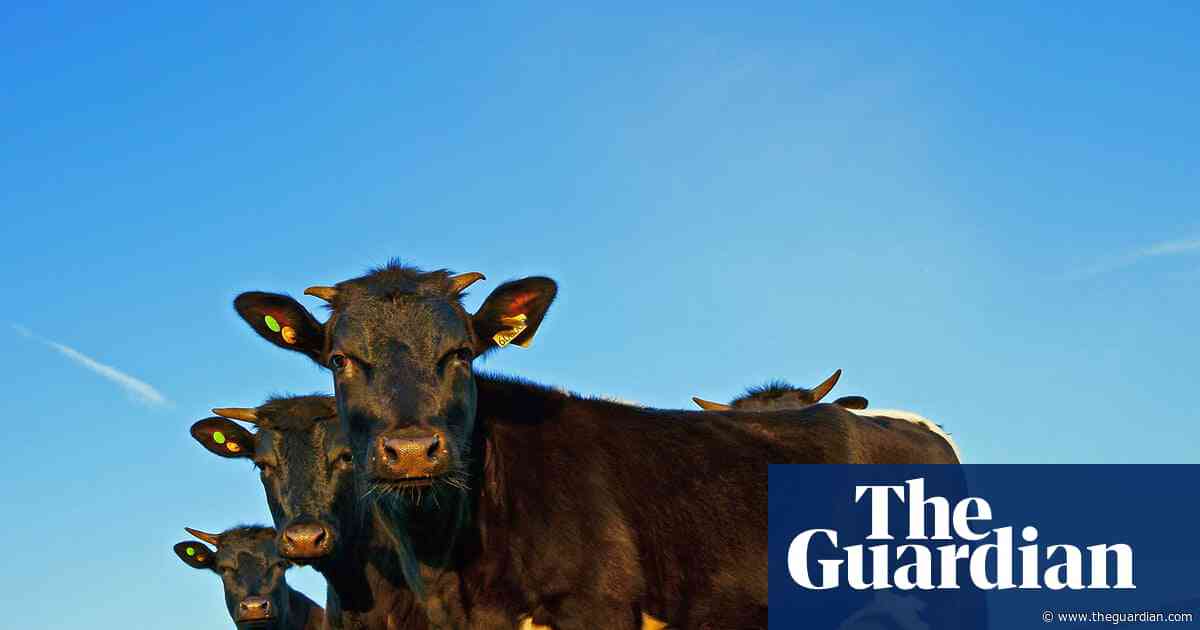 ‘British food will disappear’: trade deal after Brexit is hitting UK farmers hard