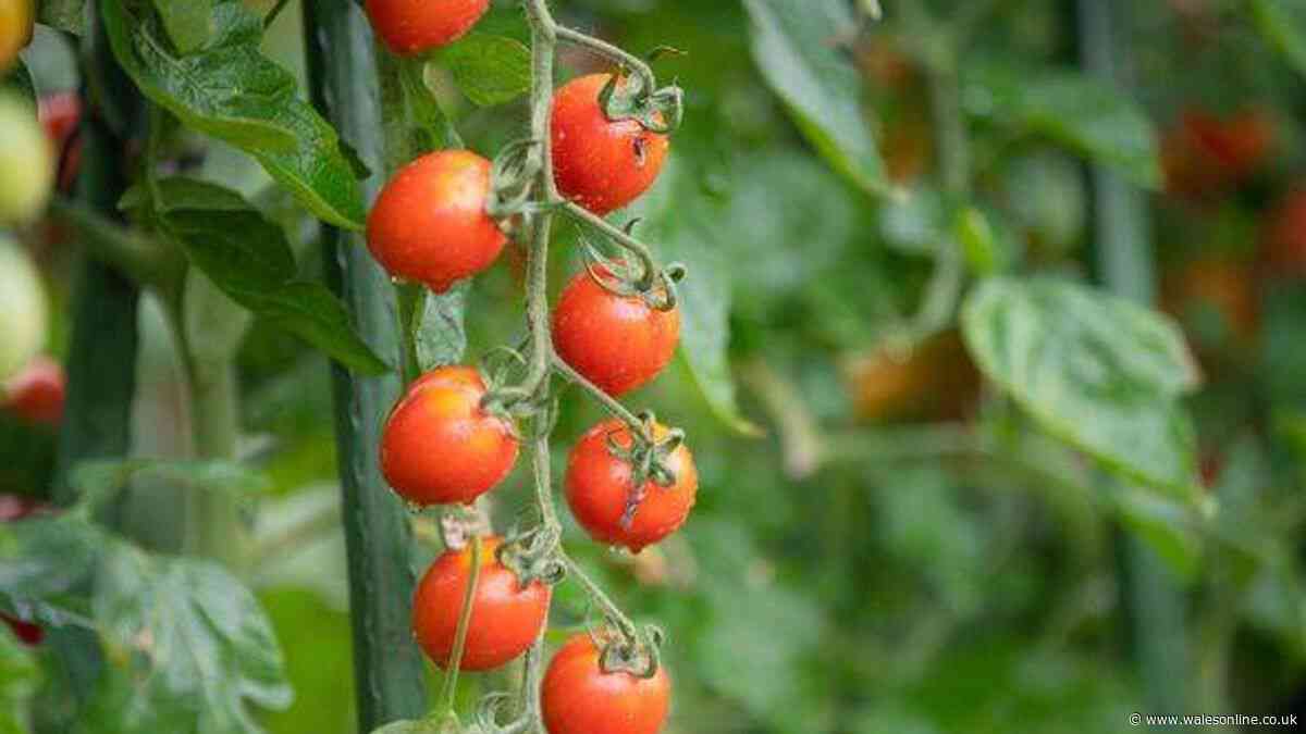 Get better tomato harvest with 1 simple pruning task before June ends