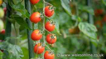 Get better tomato harvest with 1 simple pruning task before June ends