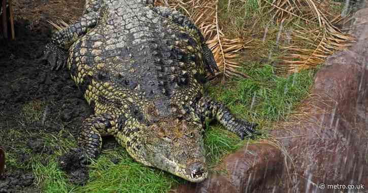 Zoo where child ‘thrown to crocodiles’ reopens nine days later