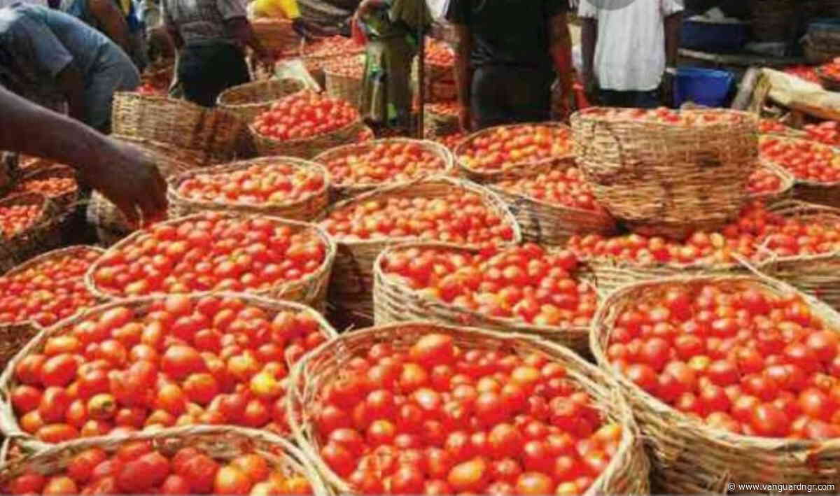 Tomato prices may ease from August, traders reassure Nigerians