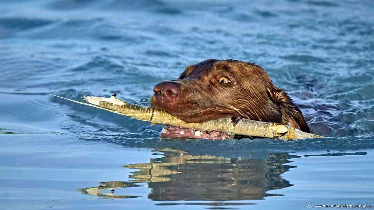 So schnell kann es für Hunde am See durch Blaualgen gefährlich werden