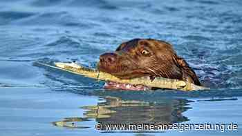 So schnell kann es für Hunde am See durch Blaualgen gefährlich werden