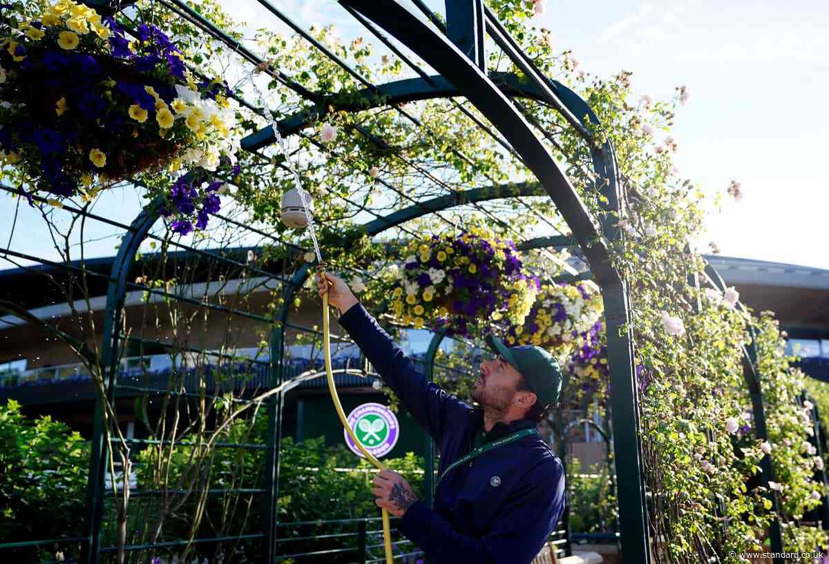 Wimbledon's most iconic flowers under threat as London heatwaves drive need for drought-friendly plants