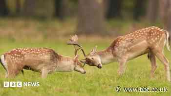 'Out-of-control' deer threatening crops, farmers say