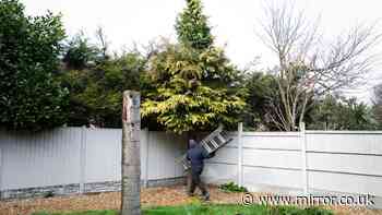 Your rights to cut neighbour's tree when it overhangs your garden - and hidden risk