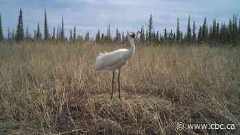 Wildfire near endangered whooping crane nests sparks scientific opportunity