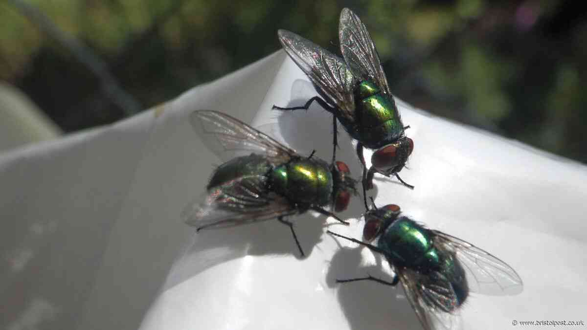 Flies will keep out of homes if unlikely kitchen item is placed near windows