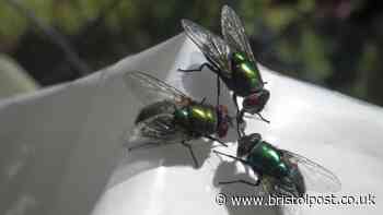 Flies will keep out of homes if unlikely kitchen item is placed near windows