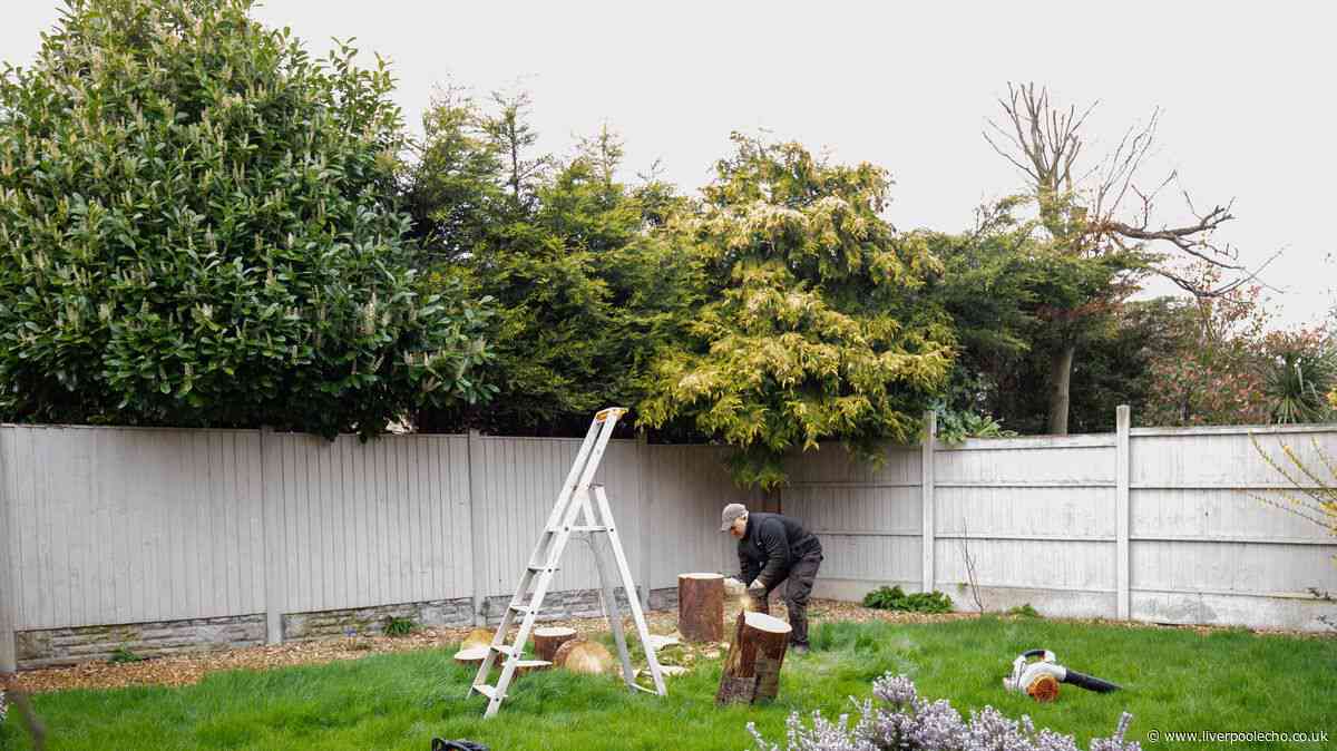 Insurance expert explains who is responsible when neighbour's tree damages your home
