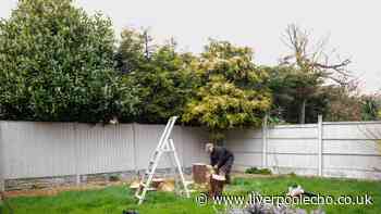 Insurance expert explains who is responsible when neighbour's tree damages your home