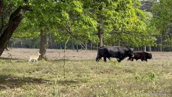 Waarom dieren niet schrikken van noodweer, boswachter Frans legt het uit