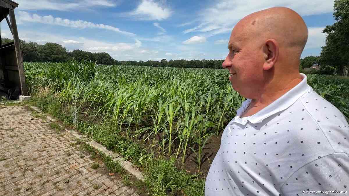 Storm legt maisvelden door de hele provincie plat: 'Gebroken is klaar'