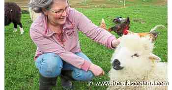 Why tourists are flocking to Scotland’s crofts in growing wool travel trend