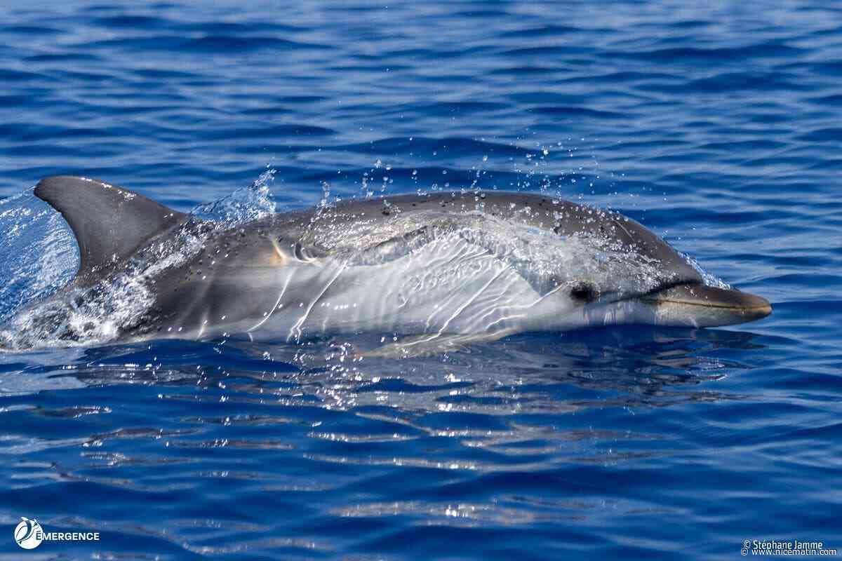 « On voit qu’il y a une réelle biodiversité et qu’elle mérite d’être protégée » : ils ont embarqué sur des bateaux pour répertorier les gros poissons au large d’Antibes (on vous dit ce qu’ils ont vu)