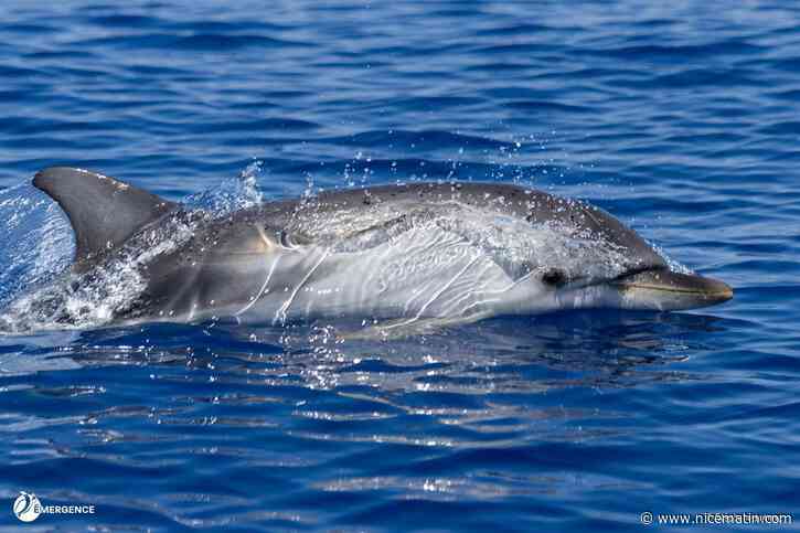 « On voit qu’il y a une réelle biodiversité et qu’elle mérite d’être protégée » : ils ont embarqué sur des bateaux pour répertorier les gros poissons au large d’Antibes (on vous dit ce qu’ils ont vu)