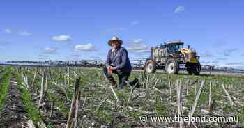 From no crop to full winter program: late rain triggers massive turnaround