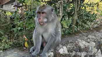 Monkey steals Brit tourist's phone and takes off with it in Bali... and snaps selfies
