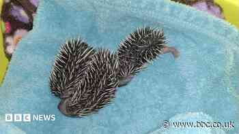 Heatwave sees surge of abandoned hoglets