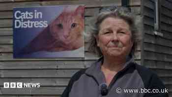 Cat charity says demand for help 'never greater'