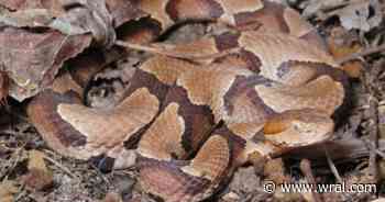 Youngsville woman bitten by copperhead while taking out trash shares warning