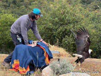 Watch The Moment A Bald Eagle That Was Electrocuted Takes Flight After 6 Months Of Care
