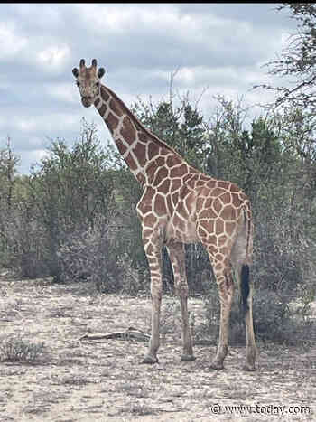Gracie The Giraffe Is Found In ‘Fat And Happy’ Condition After 2 Weeks Missing