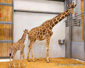 TODAY Reveals Name Of Baby Girl Giraffe Born At Fort Worth Zoo After Viewer Votes