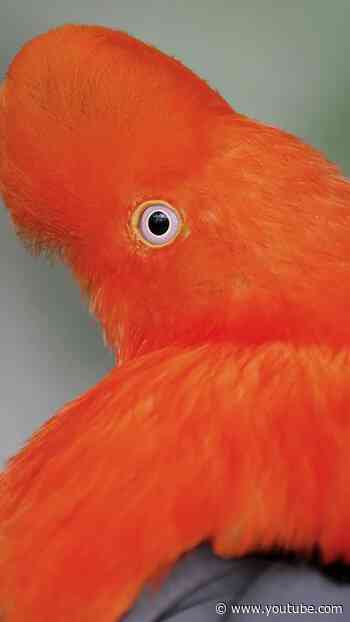 Andean cock-of-the-rock 🧡