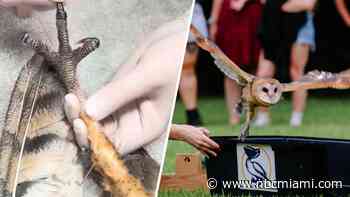 Barn owl spreads its wings after rehabilitation in Miami