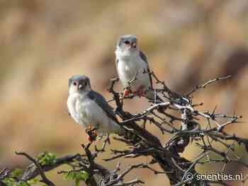 De kleinste roofvogel van Afrika blijkt opvallend honkvast te zijn