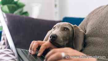 Vets warn of 'ticking time bomb' for animal welfare as owners turn to AI instead of professional advice
