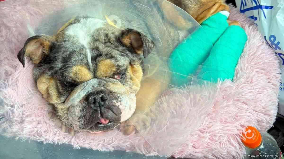 Northumberland man fundraising for 'miracle' shelter that saved dog's life by rebuilding feet