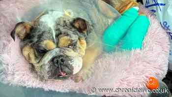 Northumberland man fundraising for 'miracle' shelter that saved dog's life by rebuilding feet
