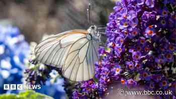 Zoo repopulating one of UK's rarest butterflies