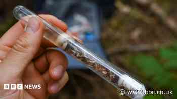 'Lost' ant species reintroduced to woodland