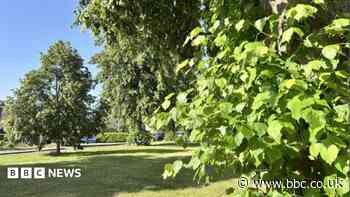 Why some trees might fall during extreme heat
