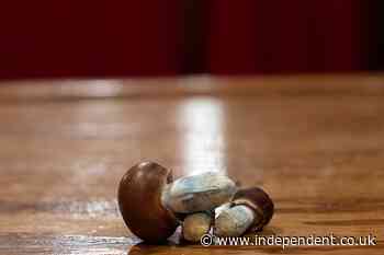 California dad admits dosing his children hallucinogenic mushrooms every other day