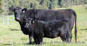 Coast to coast stud deal secures elite Angus genetics for WA breeder