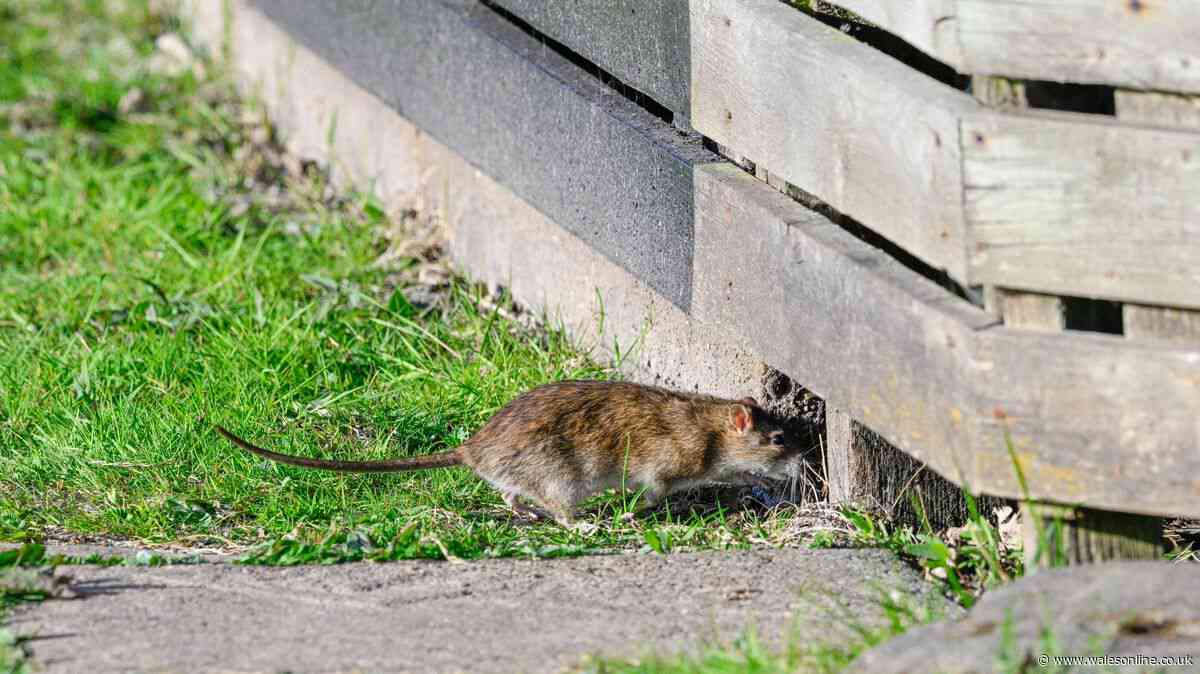Rats won't come in your garden if you place supermarket item outside this summer