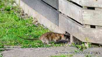 Rats won't come in your garden if you place supermarket item outside this summer