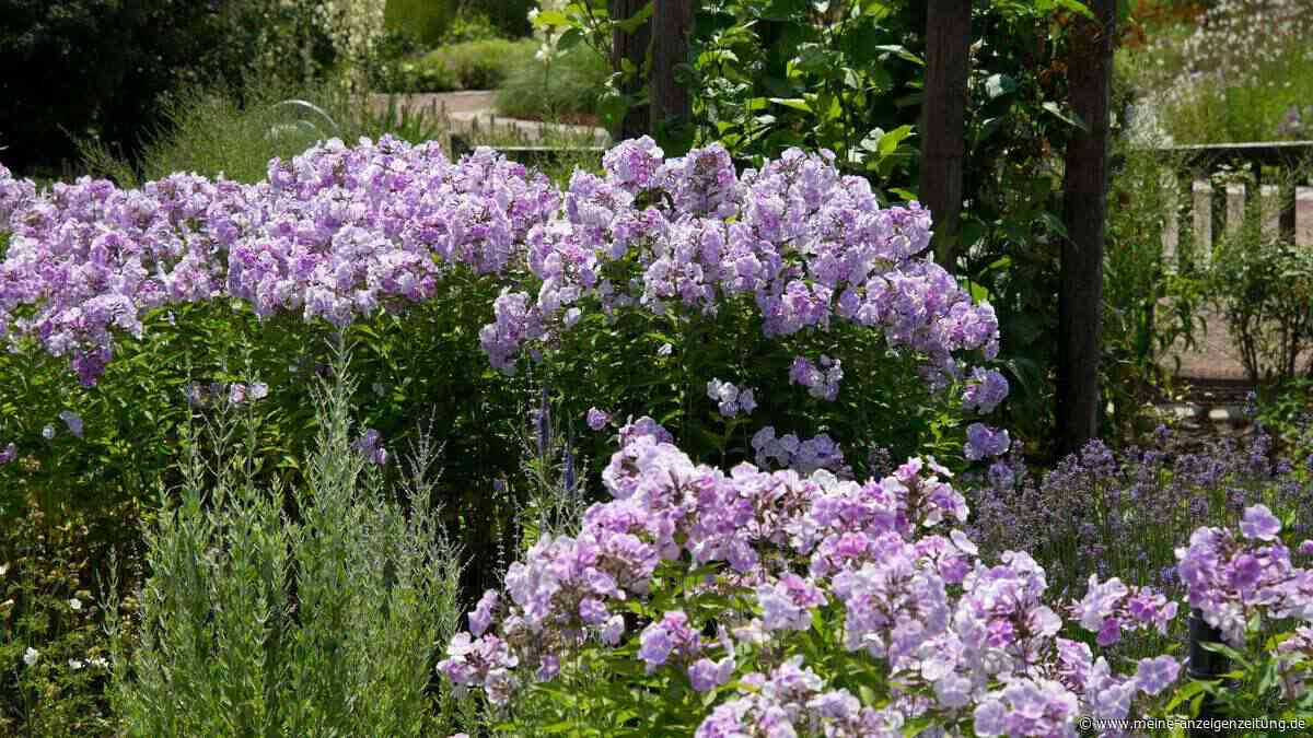 So zähmen Sie wuchernde Pflanzen im Garten