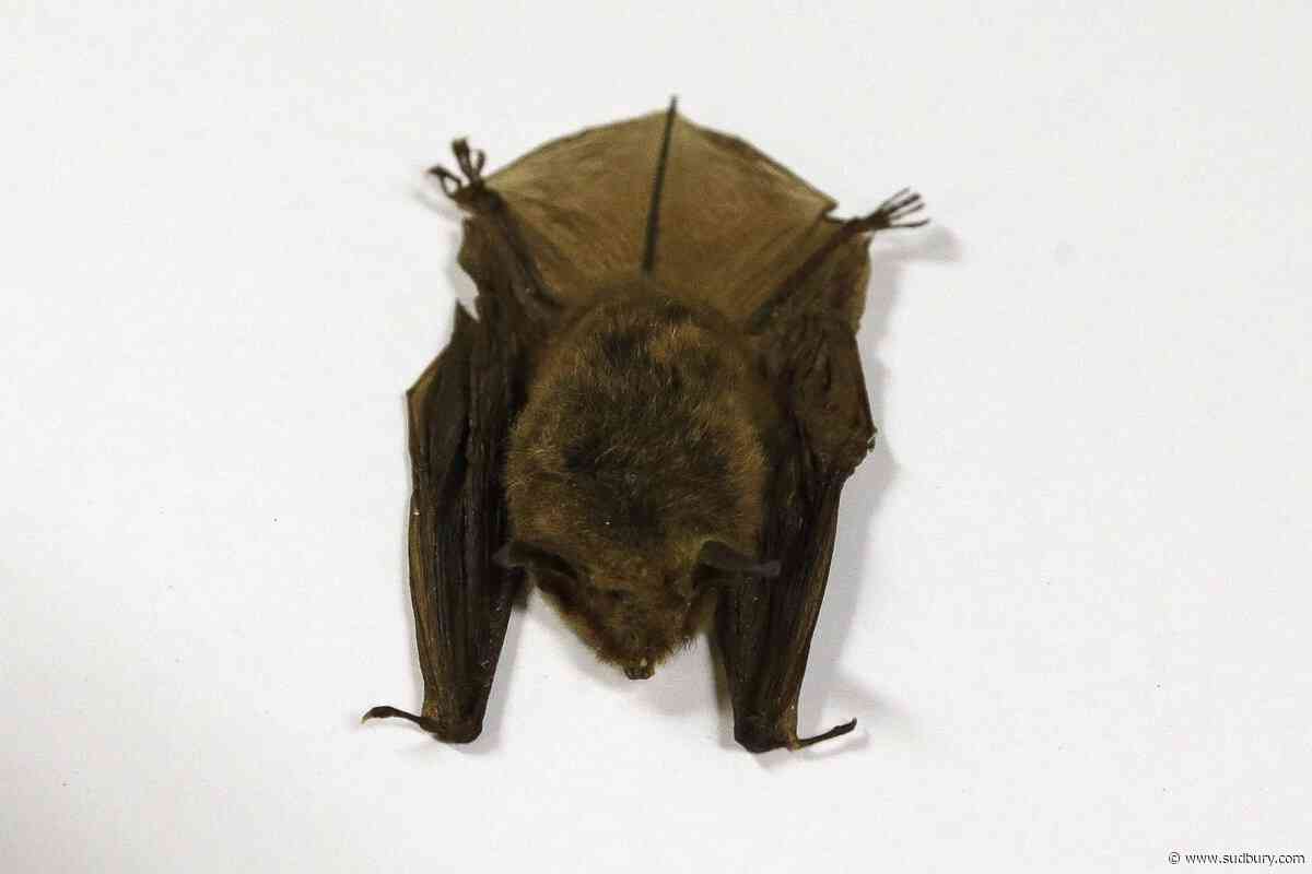 Doctors detail 2024 Ontario child rabies death, warn public about contact with bats