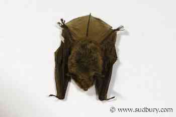 Doctors detail 2024 Ontario child rabies death, warn public about contact with bats