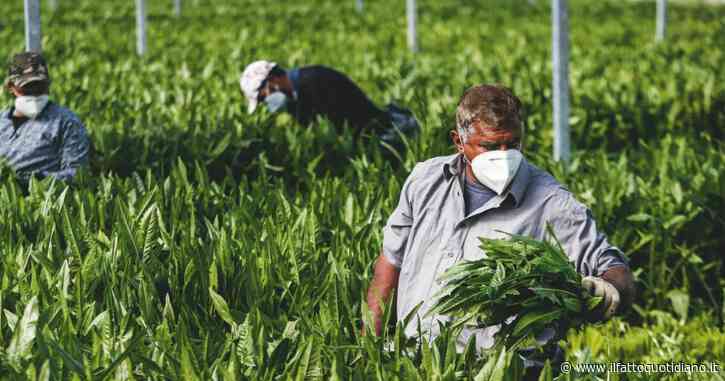L’agricoltura paga in proporzione molte meno tasse degli altri settori: le ragioni di questa ingiustizia fiscale