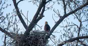 Big Bear Eaglet's Accidental 'Fludge' Plunge Sparks Massive 4th of July Fireworks Protest